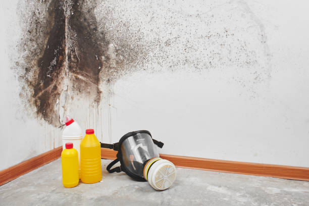 Best DIY Mold Remediation Support Services in Tabor City, NC