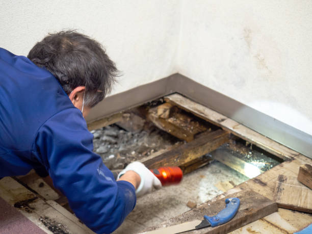 Best Attic Mold Remediation in Tabor City, NC