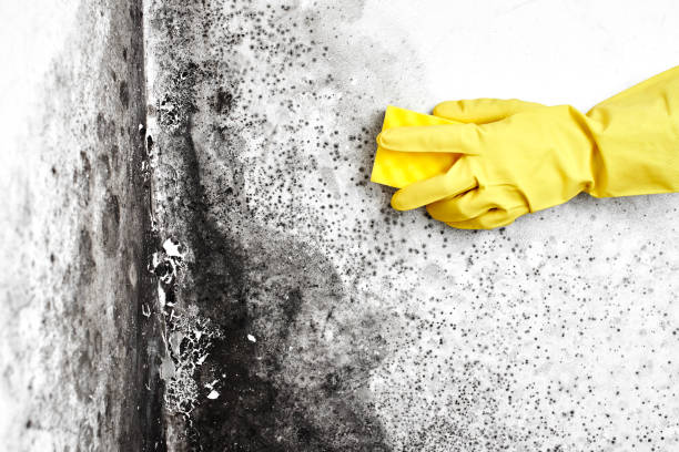 Best Residential Mold Remediation in Tabor City, NC