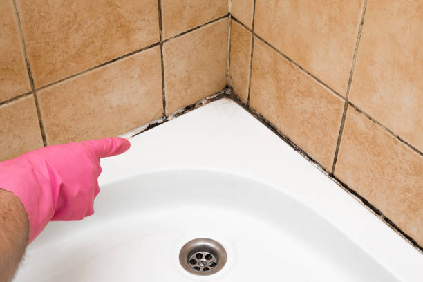 Best Residential Mold Remediation in Tabor City, NC
